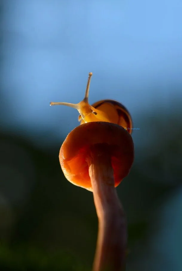 Hình nền Ốc Sên cho điện thoại