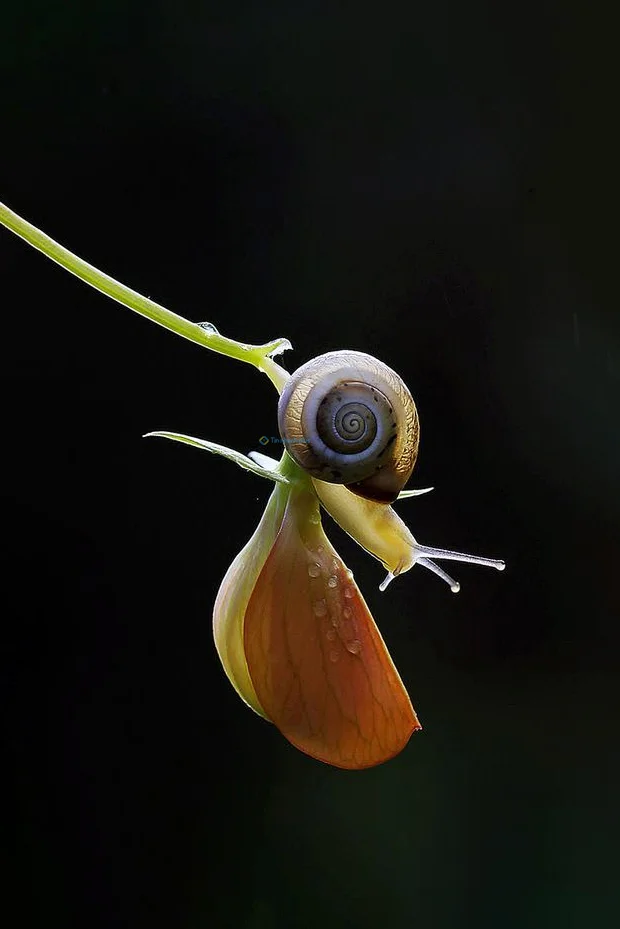 Hình nền Ốc Sên cho điện thoại