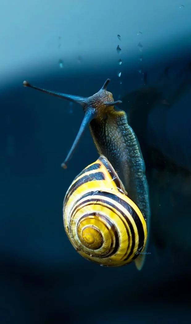 Hình nền Ốc Sên cho điện thoại