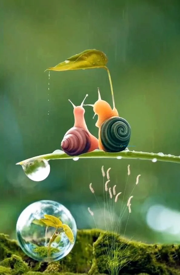 Hình nền Ốc Sên cho điện thoại