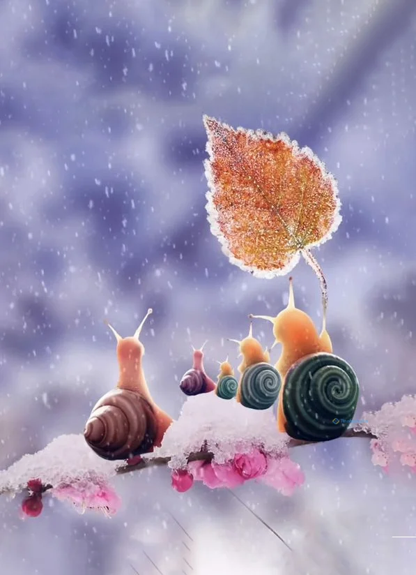 Hình nền Ốc Sên cho điện thoại