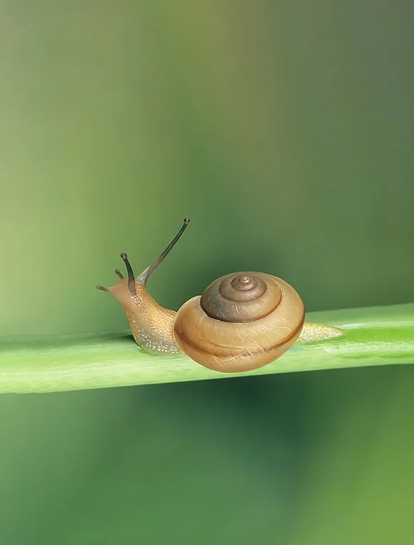 Hình nền Ốc Sên cho điện thoại
