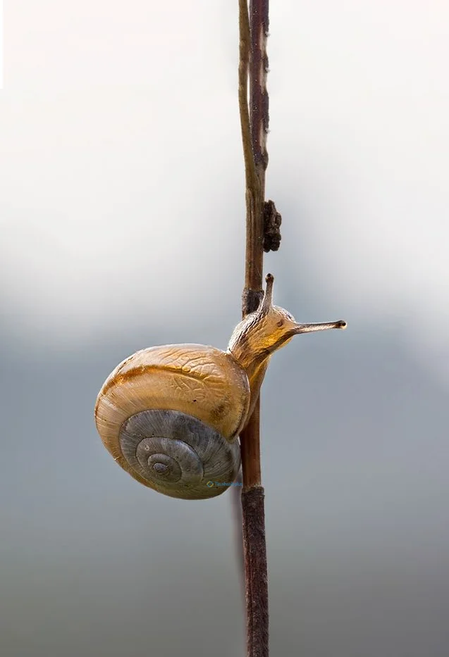 Hình nền Ốc Sên cho điện thoại