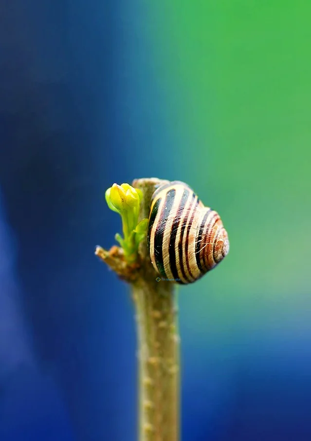 Hình nền Ốc Sên cho điện thoại