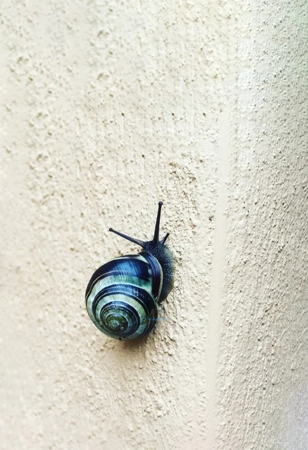 Hình nền Ốc Sên cho điện thoại