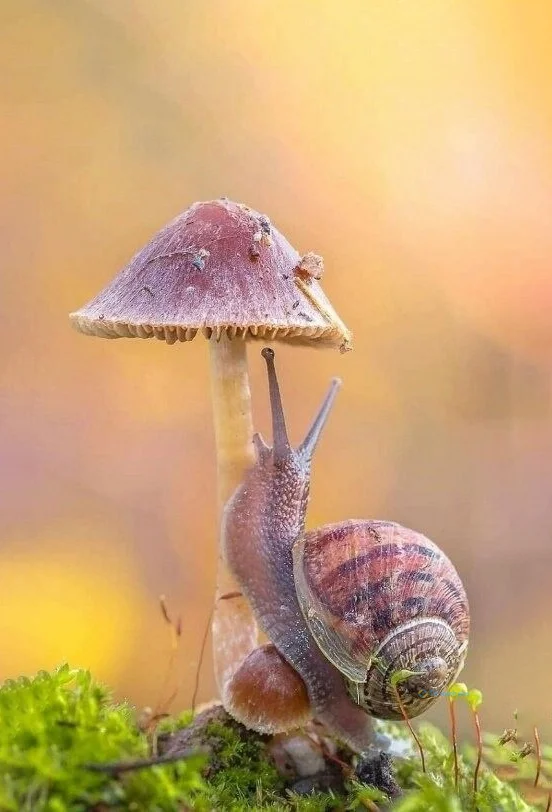 Hình nền Ốc Sên cho điện thoại