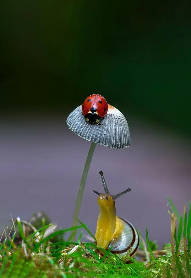 Hình nền Ốc Sên cho điện thoại