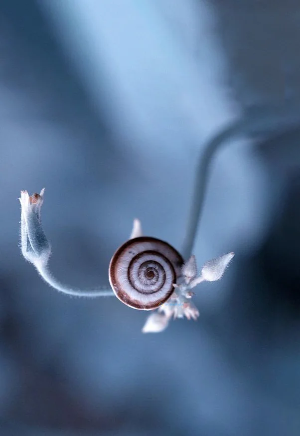 Hình nền Ốc Sên cho điện thoại