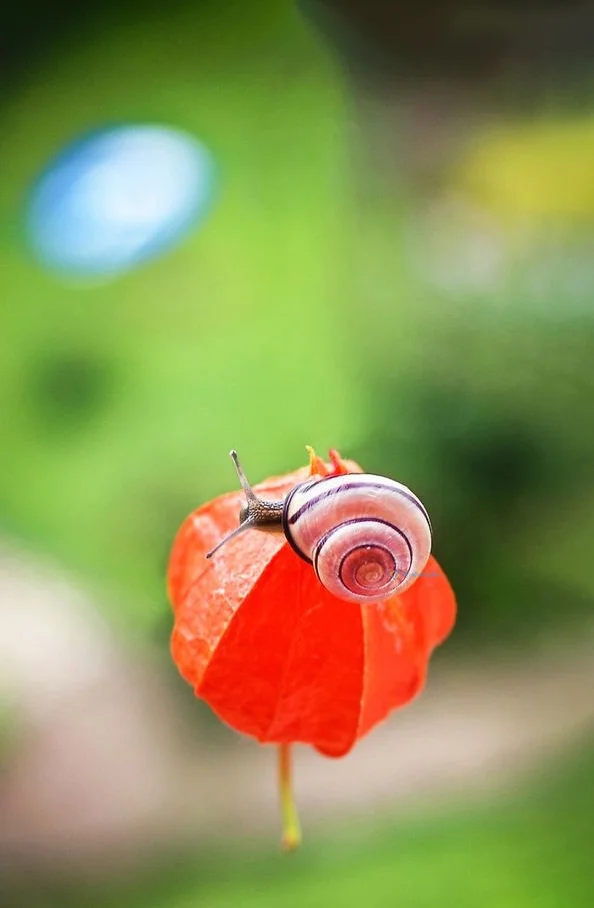 Hình nền Ốc Sên cho điện thoại