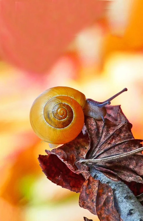 Hình nền Ốc Sên cho điện thoại