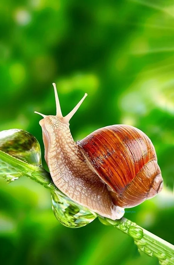 Hình nền Ốc Sên