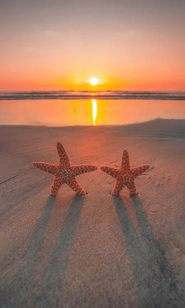 Hình nền Sao Biển cho điện thoại