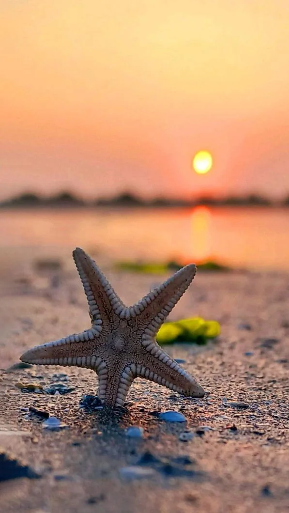 Hình nền Sao Biển cho điện thoại
