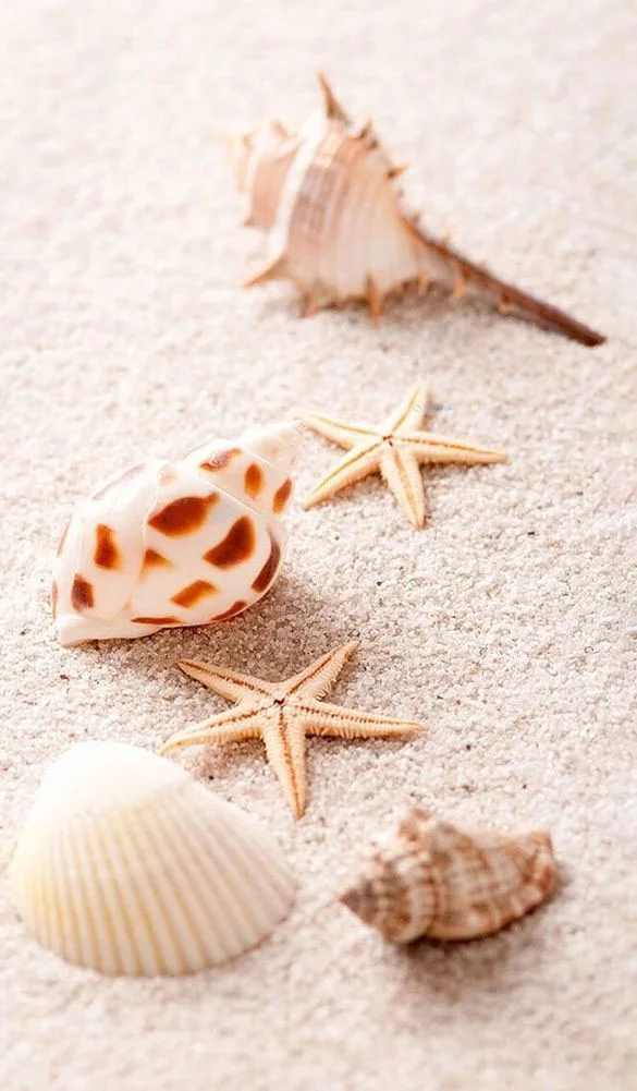 Hình nền Sao Biển cho điện thoại