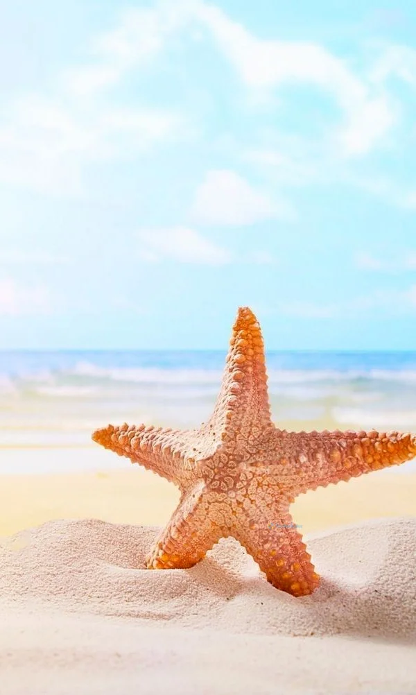 Hình nền Sao Biển cho điện thoại