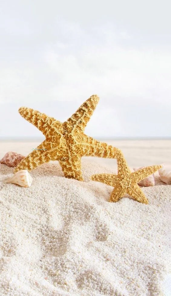 Hình nền Sao Biển cho điện thoại