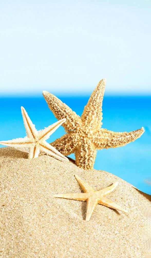 Hình nền Sao Biển cho điện thoại