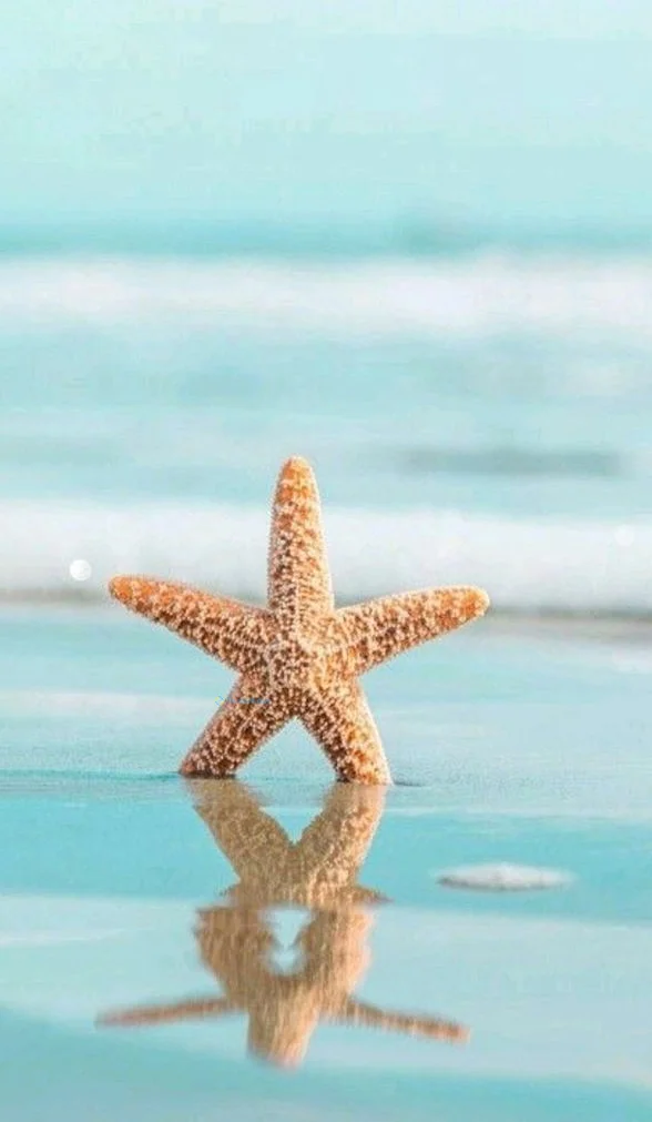 Hình nền Sao Biển cho điện thoại