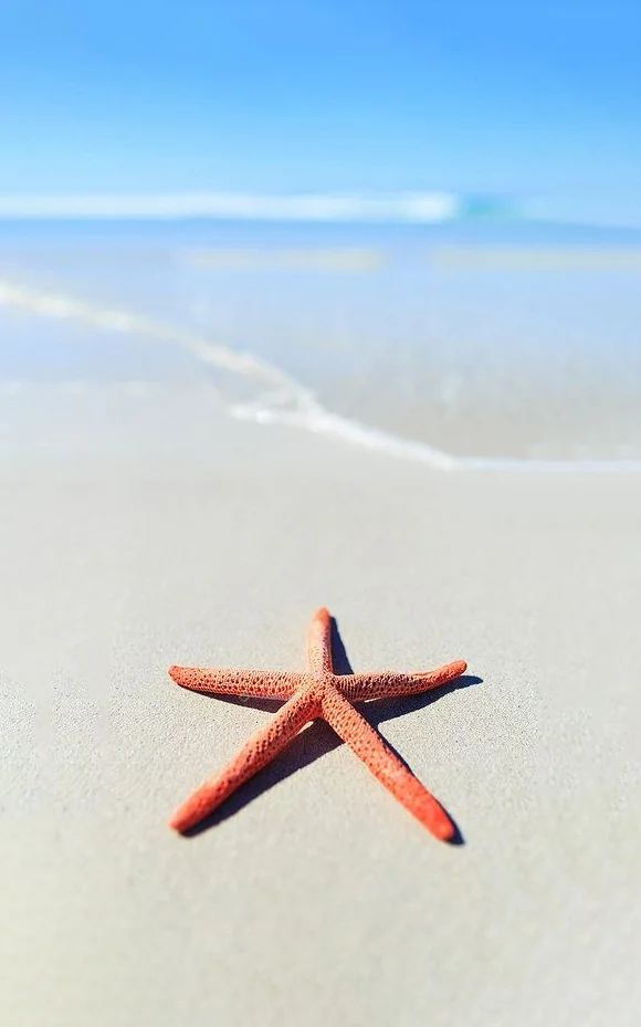 Hình nền Sao Biển cho điện thoại