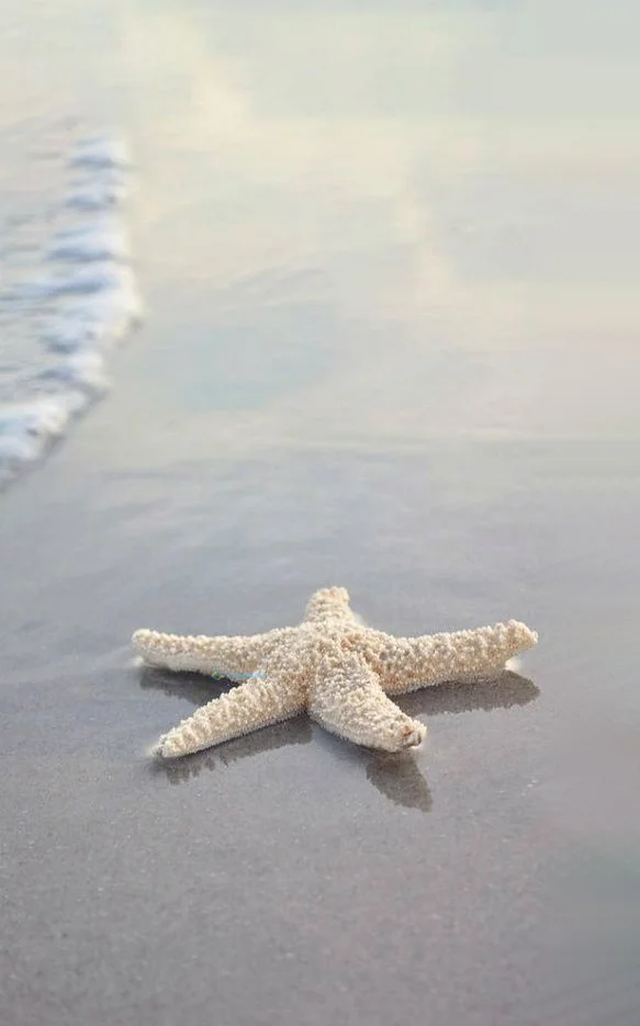 Hình nền Sao Biển cho điện thoại