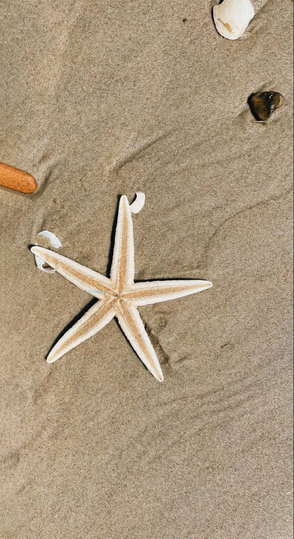 Hình nền Sao Biển cho điện thoại