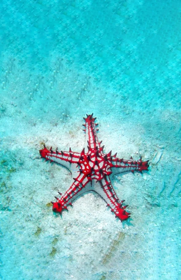 Hình nền Sao Biển cho điện thoại