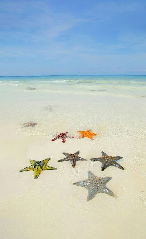 Hình nền Sao Biển cho điện thoại