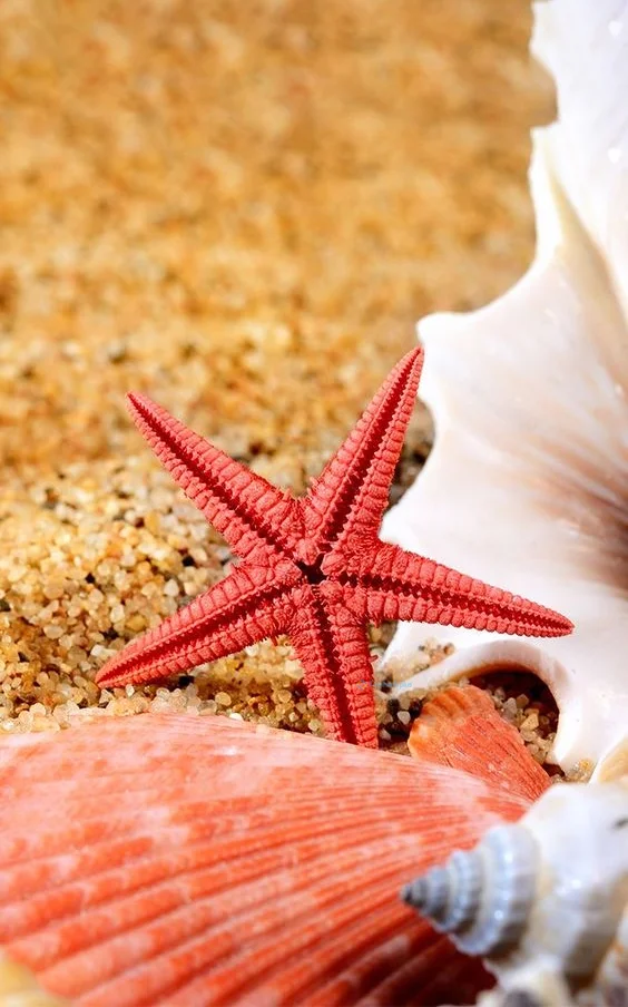 Hình nền Sao Biển cho điện thoại