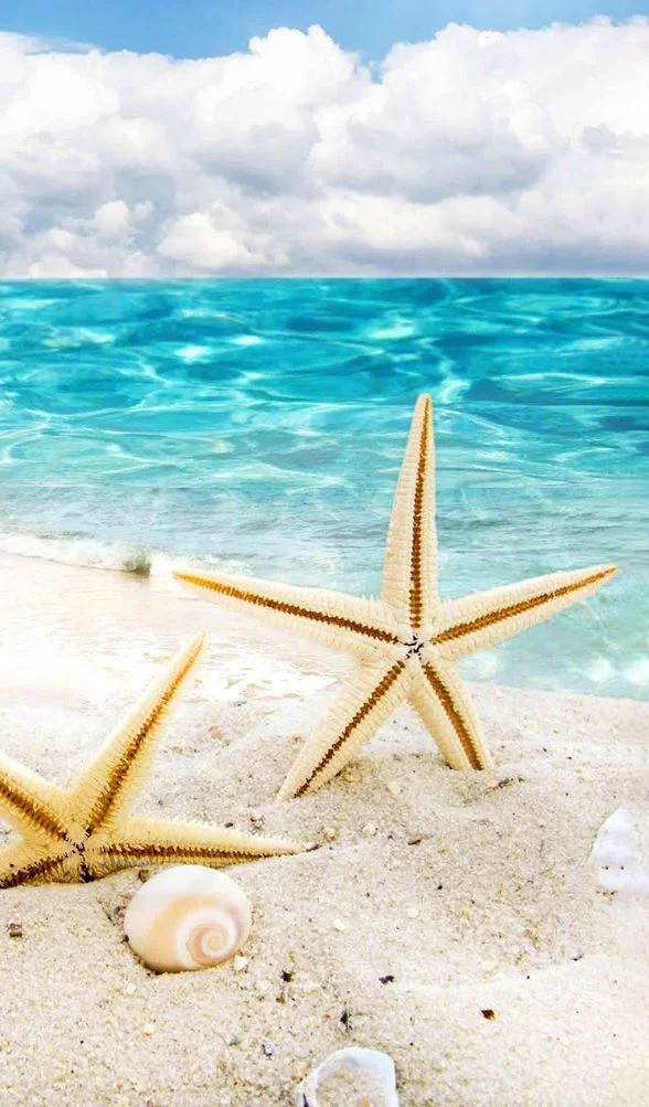Hình nền Sao Biển cho điện thoại