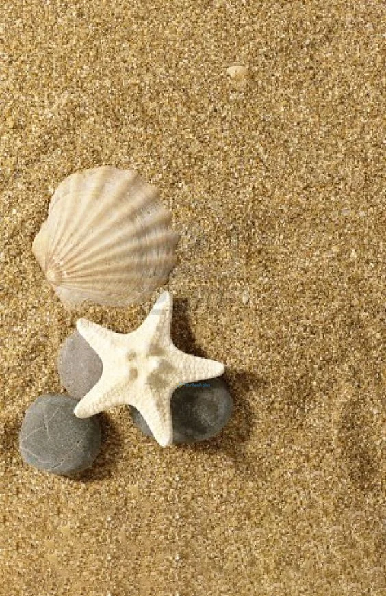 Hình nền Sao Biển cho điện thoại