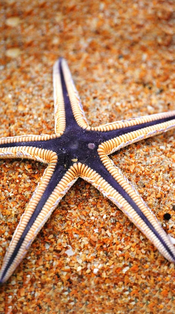 Hình nền Sao Biển cho điện thoại