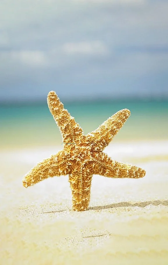 Hình nền Sao Biển cho điện thoại