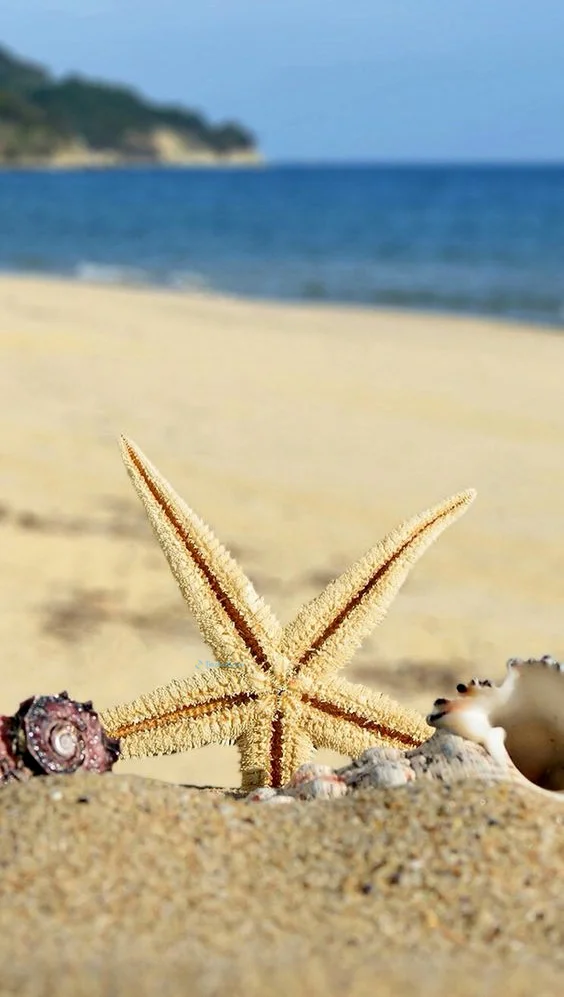 Hình nền Sao Biển cho điện thoại