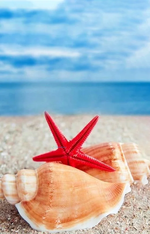 Hình nền Sao Biển cho điện thoại