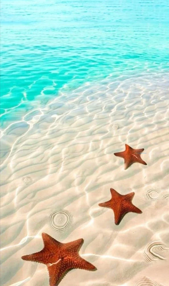 Hình nền Sao Biển cho điện thoại