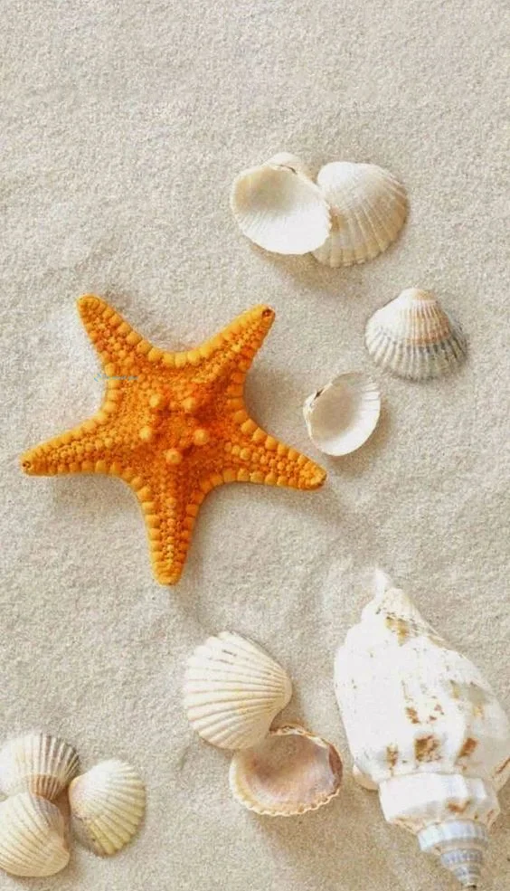 Hình nền Sao Biển cho điện thoại