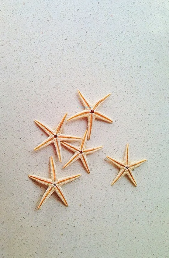 Hình nền Sao Biển cho điện thoại