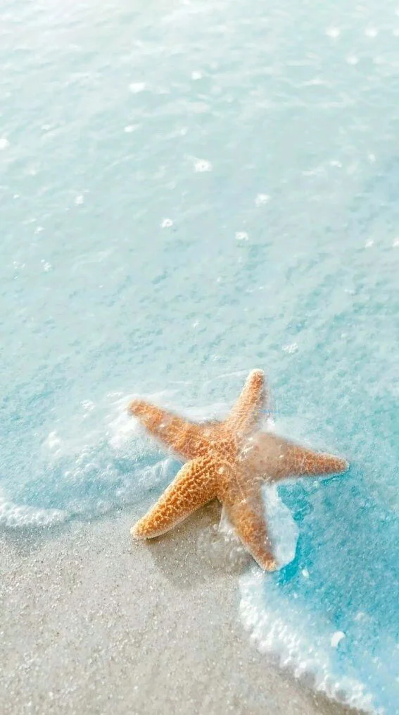 Hình nền Sao Biển cho điện thoại