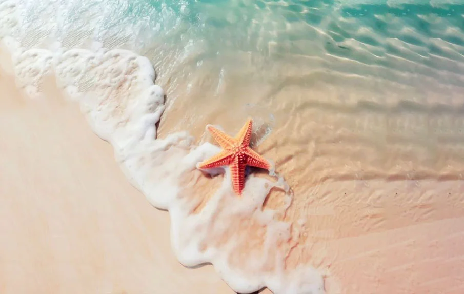 248+ Hình nền Sao Biển, Sao Biển trên cát cho điện thoại