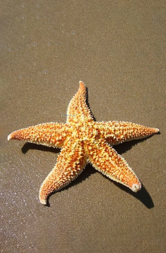 Hình nền Sao Biển trên cát cho điện thoại