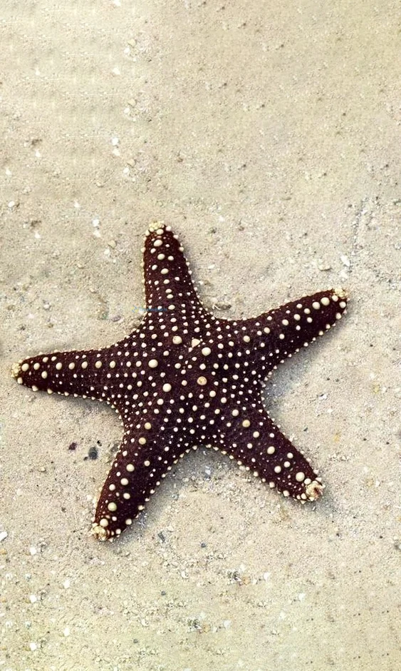 Hình nền Sao Biển trên cát cho điện thoại