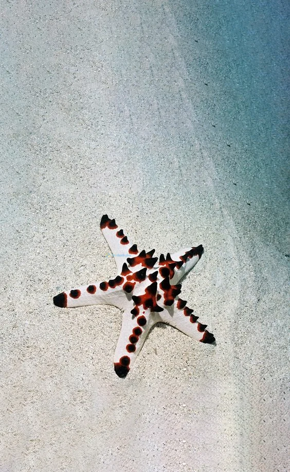 Hình nền Sao Biển trên cát cho điện thoại
