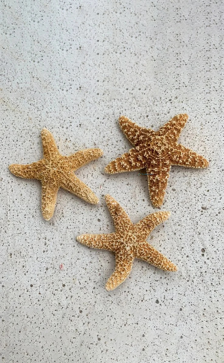 Hình nền Sao Biển trên cát cho điện thoại