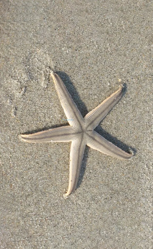 Hình nền Sao Biển trên cát cho điện thoại