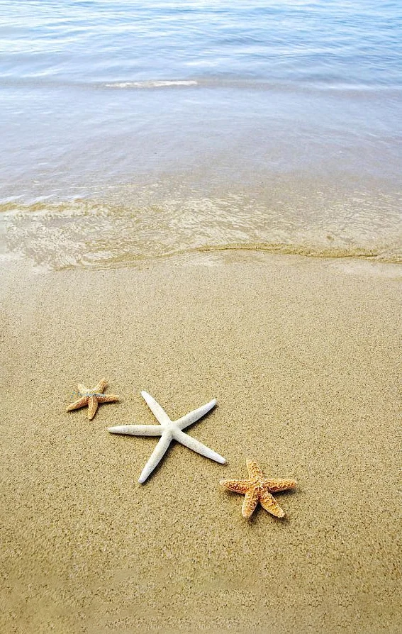 Hình nền Sao Biển trên cát cho điện thoại