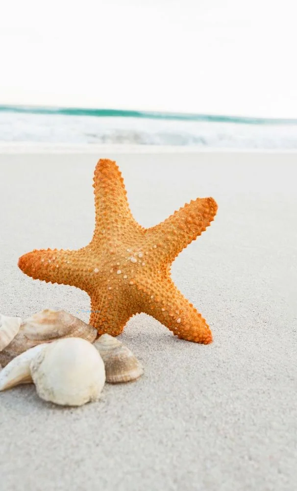Hình nền Sao Biển trên cát cho điện thoại