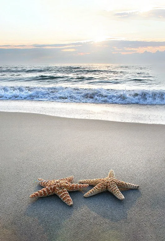 Hình nền Sao Biển trên cát cho điện thoại