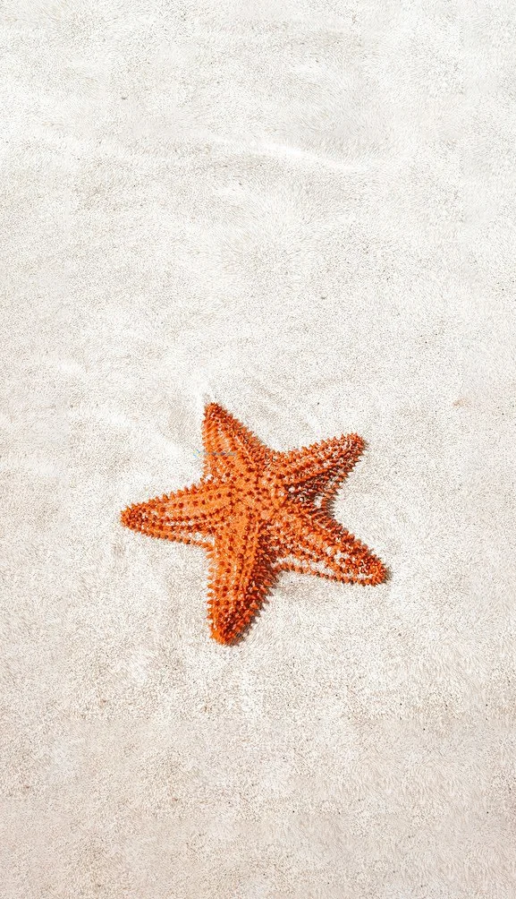 Hình nền Sao Biển trên cát cho điện thoại