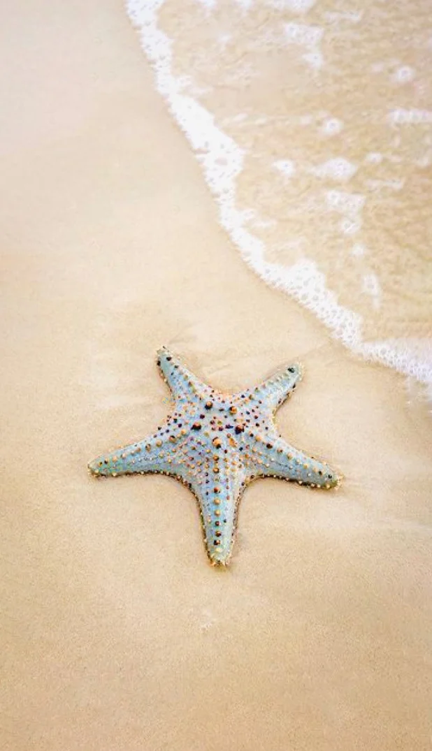 Hình nền Sao Biển trên cát cho điện thoại