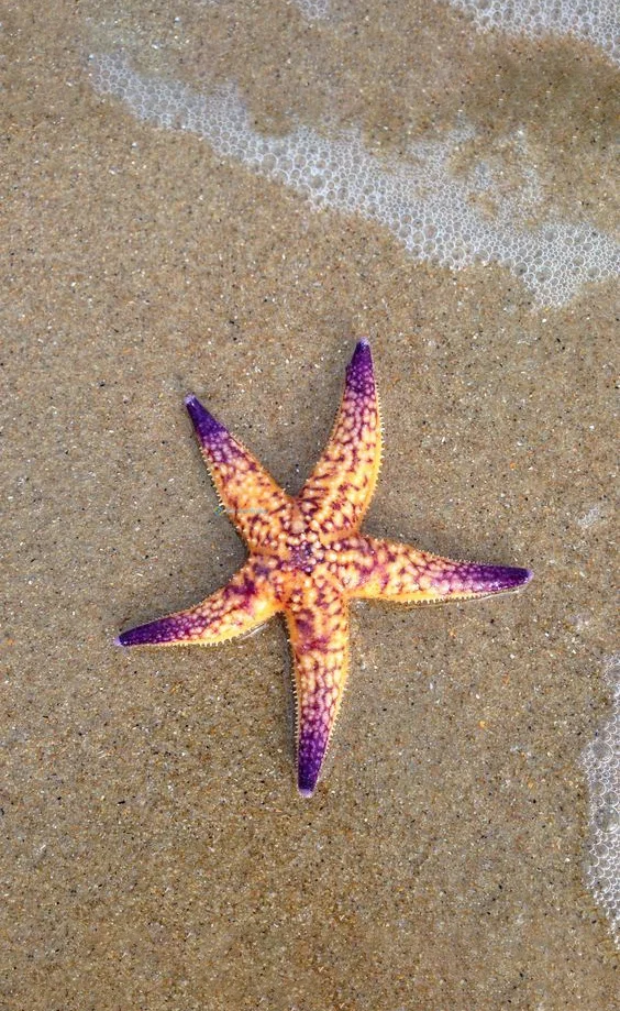 Hình nền Sao Biển trên cát cho điện thoại